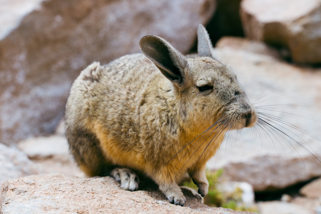 Photo Chinchilla cage: spacious enclosure