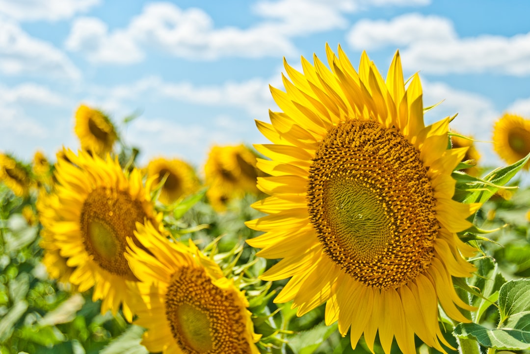 Photo Sunflower nails